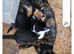 Lovely kittens for sale, I have one boy and 2 girl absolutely adorable. They have individual lil character's.