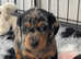 2 Beautiful, Very Happy Miniature Dachsund  Puppies.