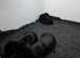 True small miniature dachshunds, black and tan