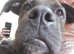 7 mouths old cane corso