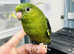 Beautiful baby linloted parakeet