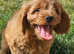 Health Tested Toy Cavapoo Puppies