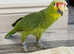 Stunning baby red crown Amazon parrot