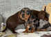 Beautiful miniature dachshund puppies