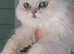 Beautiful Pedigree Chinchilla Persian Kitten.