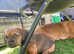 Beautiful pug x miniature dachshund pups