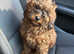 Gorgeous Male Cavapoo