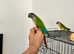 Super Tame Conure Pair