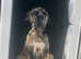 Stunning Merle mastiff