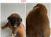 Red Boxer puppies bobtail