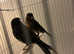 BLACK CANARIES (PAIR)