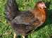 Bluebelle, Light Sussex, Speckeldy, Rhode Rock & Columbian Blacktail For Sale