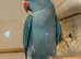 Baby blue Indian ringnick parrot