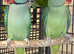 Beautiful young alexandrine parrot