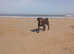 1 year old patterdale x spaniel
