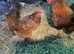 Pure breed Rhode Island Red chicken hatching Eggs