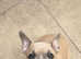 KC Registered French Bulldog puppies