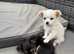 Chihuahua puppies