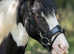 Bombproof family pony 13hh 7yo TGCA registered gelding
