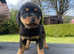 Rottweilers puppies