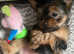 Yorkshire terrier puppies looking for forever homes