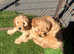 Stunning red cockapoo puppies