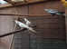 All those birds for sale