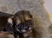 Lhasa Apso Cross Puppies