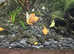 Baby Golden & Common Bristlenose Plecos, 2 for £5 or 5 for £10