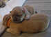 Chow chow puppies 4 left