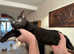 Tica Bengal kittens for sale