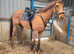 16.1hh ex Flat Super Hacker***Deposit now Taken ***