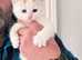 12 weeks old female Calico kitten.