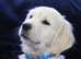 Golden Retriever KC Registered Cream Male Puppies.