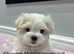 Two Maltese girls for a sale