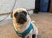 Pug/Chihuahua mix