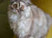 Scottish fold and straight ear kittens.