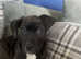 Lurcher/Cane corsa