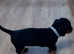 Miniature dachshund