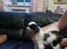 Kc reg, Japanese chin