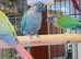 Stunning baby conure parrot