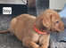 Fox Red Labradors looking for their forever homes