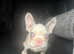 Lilac koi frenchie boy ready now