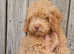 Stunning cavapoo's mixed colours in which are beautiful gold and cream roan light gold and darker gold looking for there forever homes