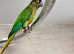 Stunning green check conure parrot