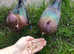 Archangel pair for sale!