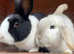 Two bunnies, price is for both Free to a good home
