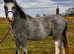 Welsh Section A Gelding Rising 2 y/o