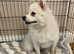 Beautiful Pomeranian Spitz Girl