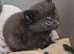 Lovey black kitten £100